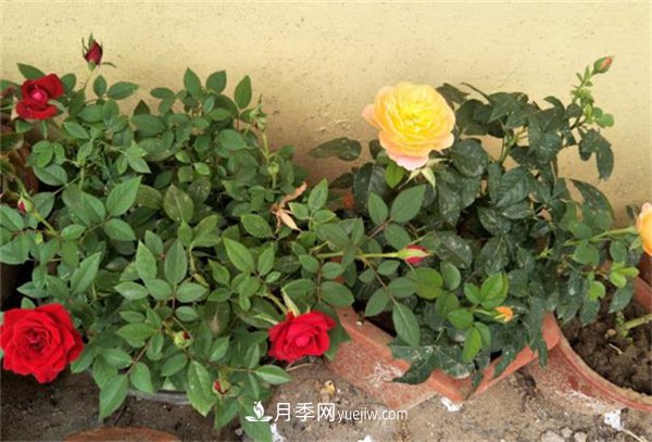 月季開花多與少，全看秋冬會(huì)不會(huì)養(yǎng)，2個(gè)工作要做好(圖1)