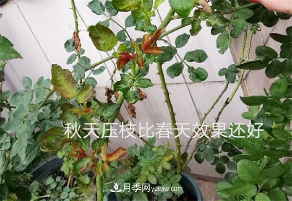 月季開花多與少，全看秋冬會(huì)不會(huì)養(yǎng)，2個(gè)工作要做好(圖2)