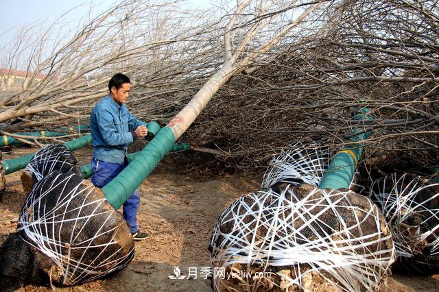 “買全國、賣全國”，濱州冬季苗木交易忙(圖1)
