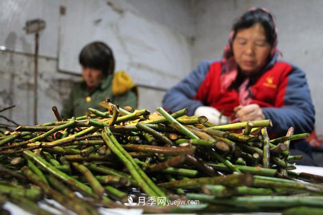“買全國、賣全國”，濱州冬季苗木交易忙(圖2)