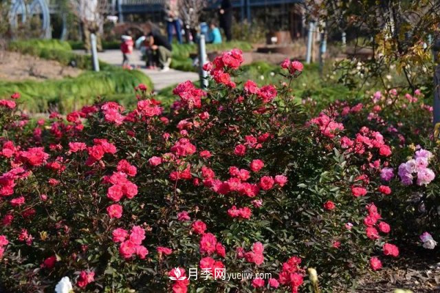上海植物園內(nèi)部分月季釋放冬季魅力，觀賞區(qū)還在不斷優(yōu)化中(圖1)
