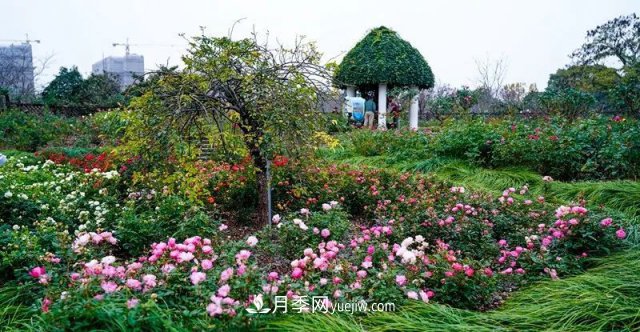 上海植物園內(nèi)部分月季釋放冬季魅力，觀賞區(qū)還在不斷優(yōu)化中(圖3)