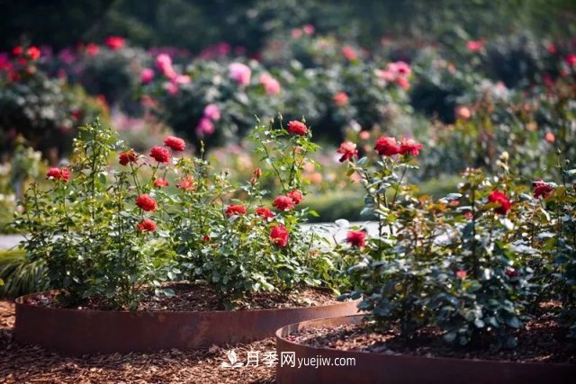 上海植物園內(nèi)部分月季釋放冬季魅力，觀賞區(qū)還在不斷優(yōu)化中(圖6)