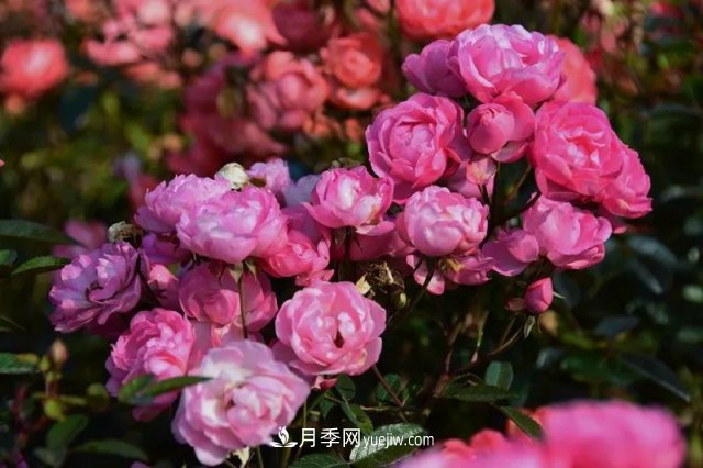 上海植物園內(nèi)部分月季釋放冬季魅力，觀賞區(qū)還在不斷優(yōu)化中(圖4)