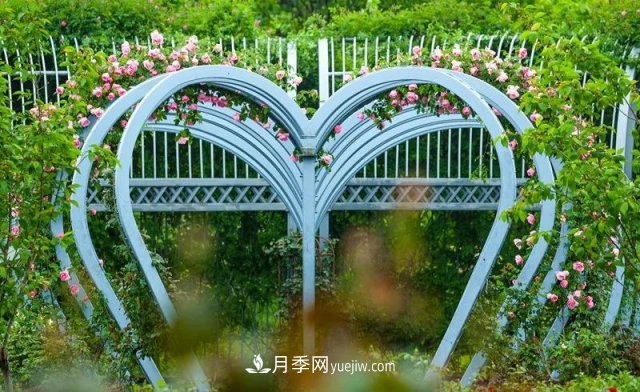 上海植物園內(nèi)部分月季釋放冬季魅力，觀賞區(qū)還在不斷優(yōu)化中(圖2)