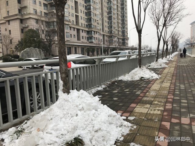 12月份園林養(yǎng)護尾聲，如何做才能讓苗木來年長得好(圖3)