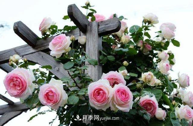 月季好看不好養(yǎng)？選對(duì)15個(gè)月季品種抗性好長(zhǎng)得快(圖2)
