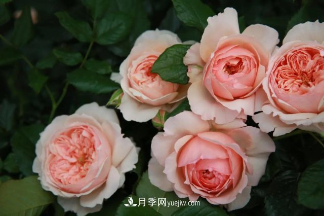 月季好看不好養(yǎng)？選對(duì)15個(gè)月季品種抗性好長(zhǎng)得快(圖7)