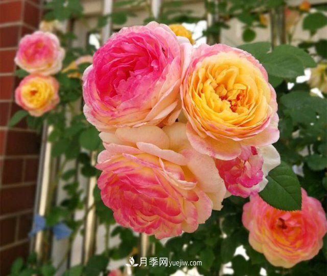 月季好看不好養(yǎng)？選對(duì)15個(gè)月季品種抗性好長(zhǎng)得快(圖5)