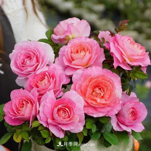 月季好看不好養(yǎng)？選對(duì)15個(gè)月季品種抗性好長(zhǎng)得快(圖11)