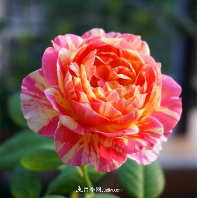 月季好看不好養(yǎng)？選對(duì)15個(gè)月季品種抗性好長(zhǎng)得快(圖4)