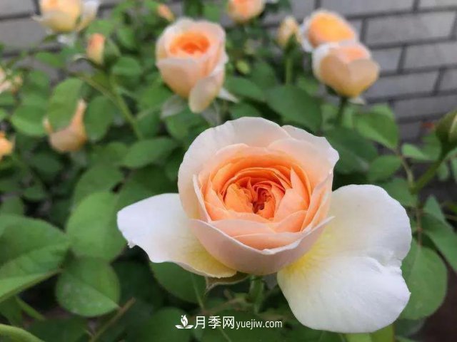 月季好看不好養(yǎng)？選對(duì)15個(gè)月季品種抗性好長(zhǎng)得快(圖12)