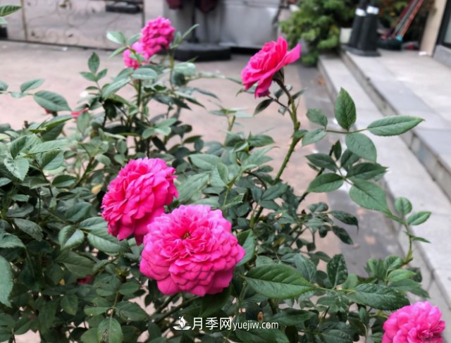 冬季實(shí)惠的裸根月季，栽種做好3件事讓冬季室內(nèi)開(kāi)滿(mǎn)花(圖3)