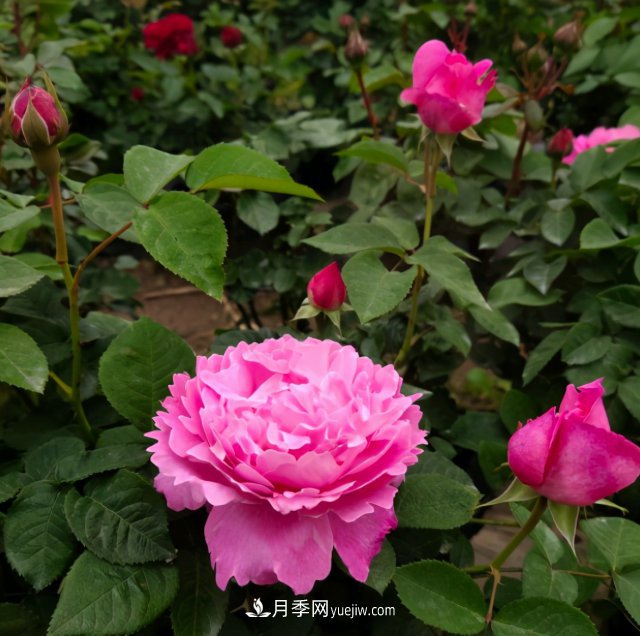 冬季實(shí)惠的裸根月季，栽種做好3件事讓冬季室內(nèi)開(kāi)滿(mǎn)花(圖2)