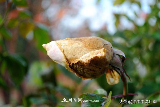 月季病蟲害TOP10排行榜，哪種病害更難纏？給你防治方法(圖6)