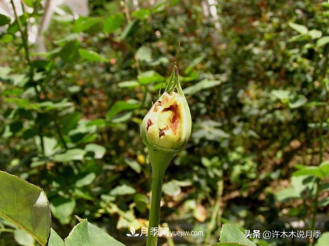 月季病蟲害TOP10排行榜，哪種病害更難纏？給你防治方法(圖7)