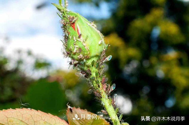 月季病蟲害TOP10排行榜，哪種病害更難纏？給你防治方法(圖8)