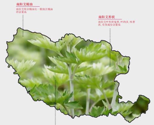 從污染大鎮(zhèn)到月季艾草之鄉(xiāng)，南陽蒲山鎮(zhèn)華麗轉(zhuǎn)身(圖2)