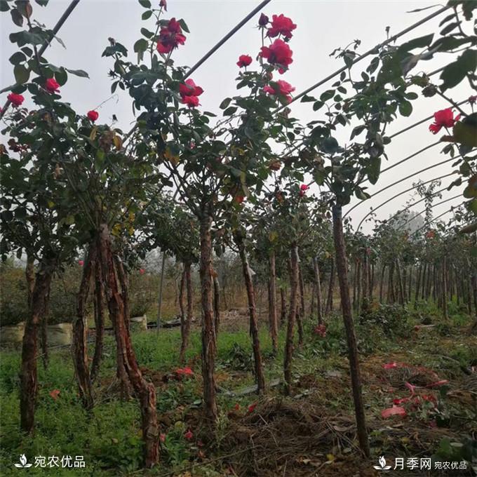 南陽精品月季樹批發(fā)，1-5公分樹狀月季基地直銷(圖2)