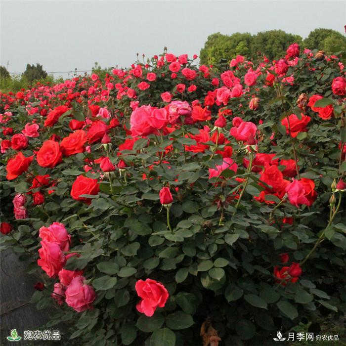 南陽月季之鄉(xiāng)樹狀月季產(chǎn)地直銷批發(fā)1-8公分月季樹(圖3)