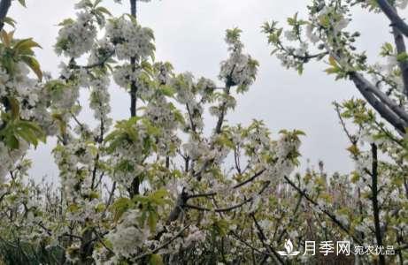 南陽(yáng)世南陽(yáng)世界月季大觀園 三月花重香如故(圖1)