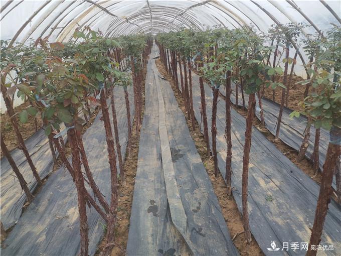 南陽2公分月季樹價格45元，樹狀月季產(chǎn)地價格表(圖5)