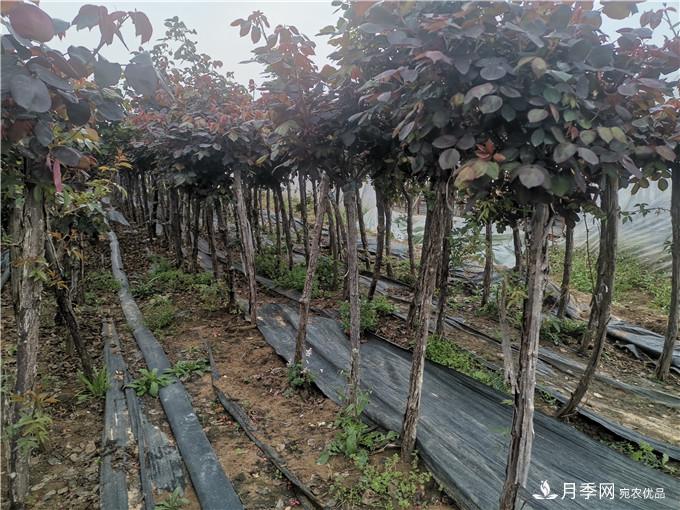 南陽2公分月季樹價格45元，樹狀月季產(chǎn)地價格表(圖4)