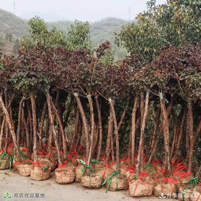 4公分月季樹(shù)批發(fā)，樹(shù)狀月季基地直銷(xiāo)2020年新報(bào)價(jià)(圖2)