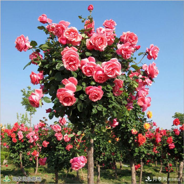 月季花瓣掉落？這幾個原因是關鍵，預防好鮮花水靈又鮮艷(圖1)