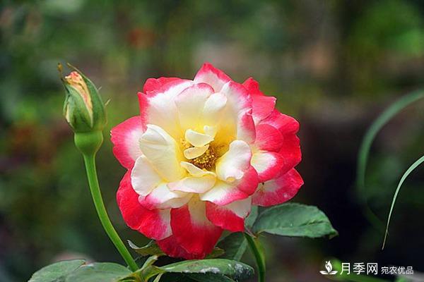 養(yǎng)好大花月季到底要有幾個準備工作呢？(圖1)