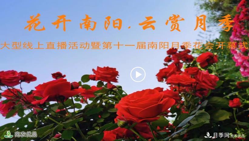 花開(kāi)南陽(yáng) 云賞月季 南陽(yáng)市2020線上“云賞花”大型直播開(kāi)始了(圖1)