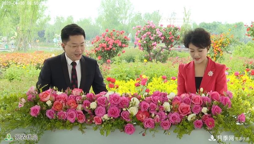 花開(kāi)南陽(yáng) 云賞月季 南陽(yáng)市2020線上“云賞花”大型直播開(kāi)始了(圖2)