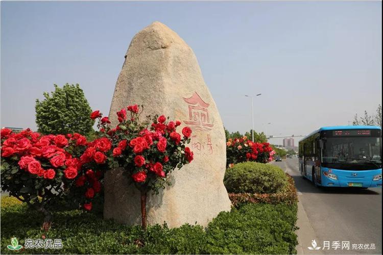 月季之鄉(xiāng)美不勝收！南陽月季景觀路觀賞指南，請收好！(圖10)