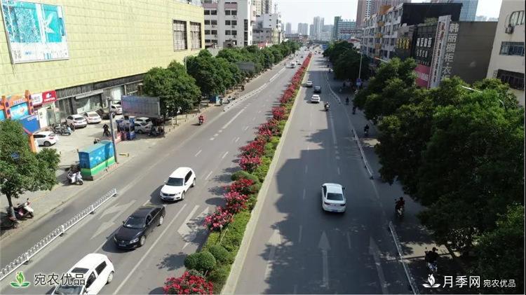 月季之鄉(xiāng)美不勝收！南陽月季景觀路觀賞指南，請收好！(圖6)
