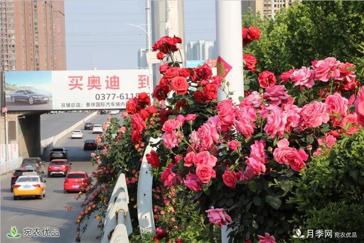 月季之鄉(xiāng)美不勝收！南陽月季景觀路觀賞指南，請收好！(圖15)