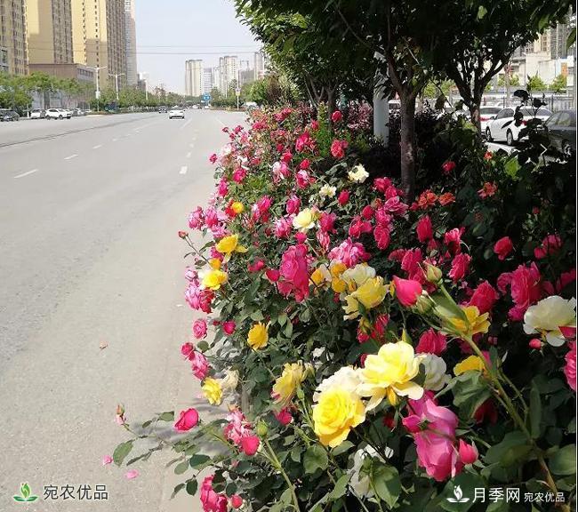 月季之鄉(xiāng)美不勝收！南陽月季景觀路觀賞指南，請收好！(圖18)