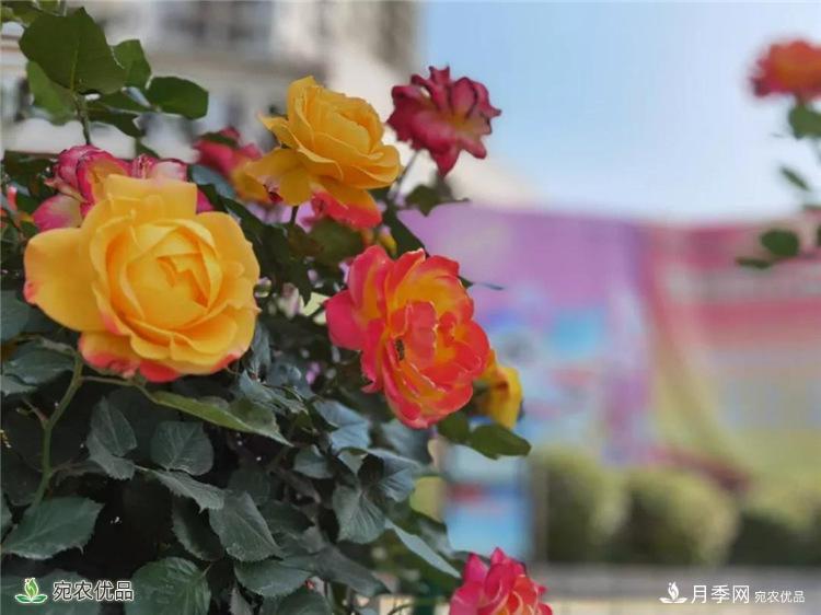 月季之鄉(xiāng)美不勝收！南陽月季景觀路觀賞指南，請收好！(圖20)