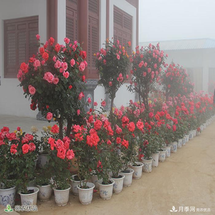 盆花月季盆栽月季南陽種植基地批發(fā)報價(圖3)