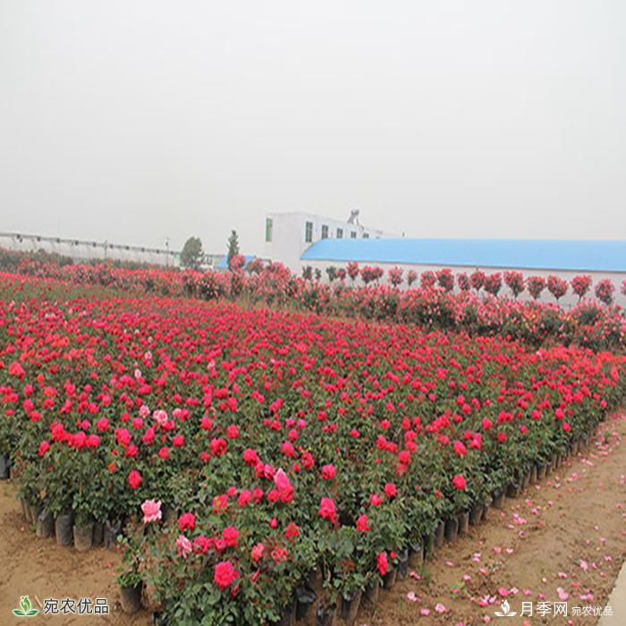盆花月季盆栽月季南陽種植基地批發(fā)報價(圖2)