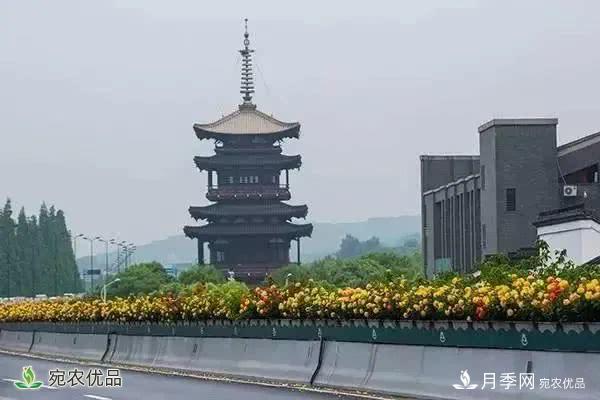 月季史詩，被中國70多個城市選為市花的月季，究竟有怎樣的魅力？(圖2)