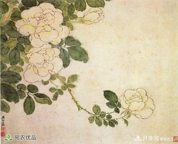 月季史詩，被中國70多個城市選為市花的月季，究竟有怎樣的魅力？(圖7)