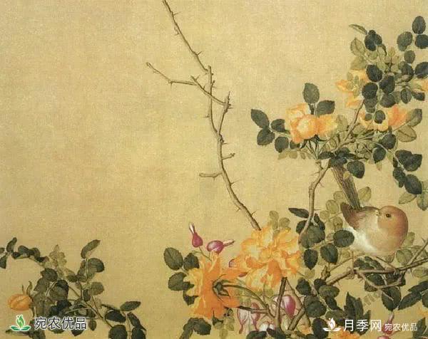 月季史詩，被中國70多個城市選為市花的月季，究竟有怎樣的魅力？(圖8)