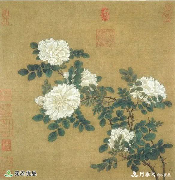 月季史詩，被中國70多個城市選為市花的月季，究竟有怎樣的魅力？(圖6)
