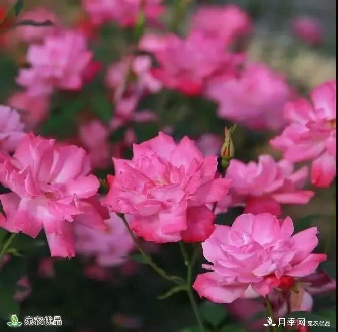 月季史詩，被中國70多個城市選為市花的月季，究竟有怎樣的魅力？(圖9)