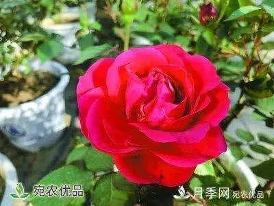 月季史詩，被中國70多個城市選為市花的月季，究竟有怎樣的魅力？(圖12)