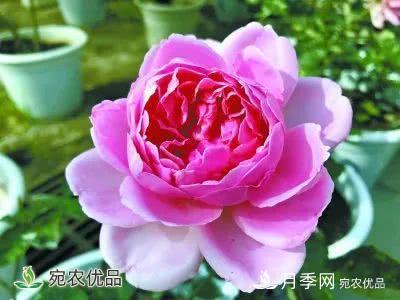 月季史詩，被中國70多個城市選為市花的月季，究竟有怎樣的魅力？(圖13)