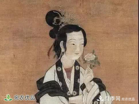 月季史詩，被中國70多個城市選為市花的月季，究竟有怎樣的魅力？(圖5)