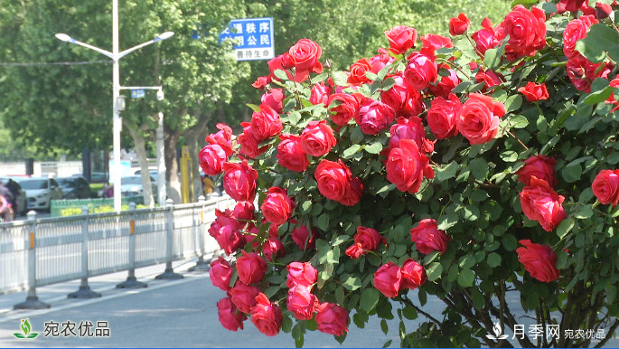 美不勝收芳香怡人！濟(jì)寧街頭月季花開正艷(圖1)