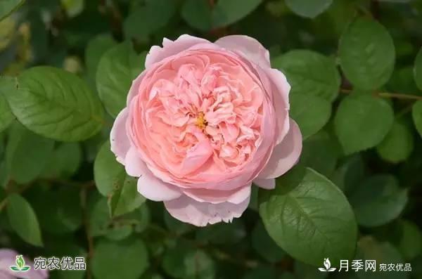 月季，市花之***，東西方的混血美人(圖1)