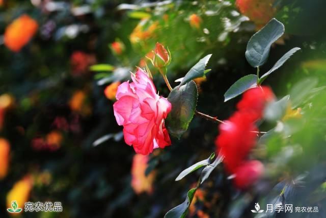 月季，市花之***，東西方的混血美人(圖3)